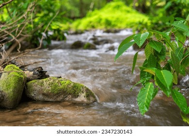 moss plant growing on rock with trees leaves on waterfall stream to clear water in green jungle garden or forest on nature wild at Ka Teng Cheng Khao Laem National Park for landscape background - Powered by Shutterstock