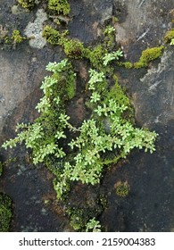 Moss Plant Leaves With Cement Wall Flor Background