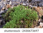 Moss (Polytrichum commune) in the forest, close-up