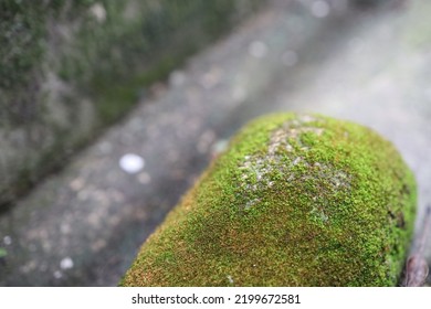 Moss Or Rocks With High Humidity, So Green Moss Sticks To The Island.