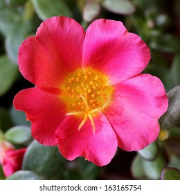 Moss Rose