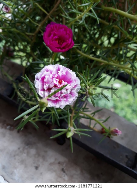Moss Rose Called Portulaca Grandiflora Indian Stock Photo Edit Now