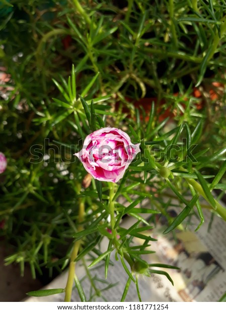 Moss Rose Called Portulaca Grandiflora Indian Stock Photo Edit Now