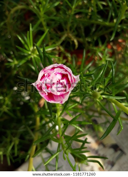 Suchen Sie Nach Moss Rose Called Portulaca Grandiflora Indian Stockbildern In Hd Und Millionen Weiteren Lizenzfreien Stockfotos Illustrationen Und Vektorgrafiken In Der Shutterstock Kollektion Jeden Werden Tausende Neue Hochwertige Bilder