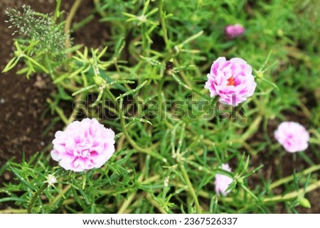 Moss rose makes a good bedding plant in hot, dry areas where other plants struggle
