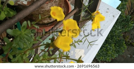 Moss rose makes a good bedding plant in hot, dry areas where other plants struggle