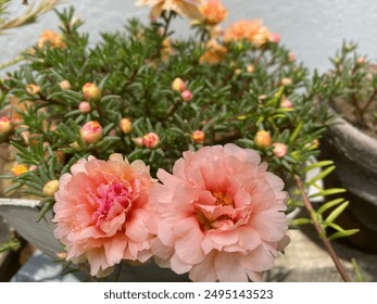 Moss rose (Portulaca grandiflora) Blooming in summer. - Powered by Shutterstock