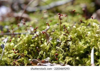 moss sporophyte