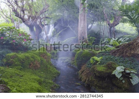 Moss Stream Forest Waterfall Trees Mist Green Nature Landscape Fern Moss covered rock Flowing water Tropical Jungle Tranquil Lush Vegetation