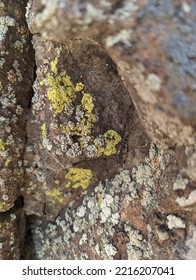 Moss And Such On A Rocky Surface 