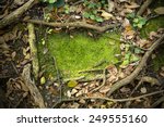 Moss Texture Background