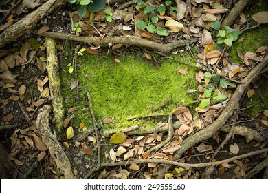 Moss Texture Background