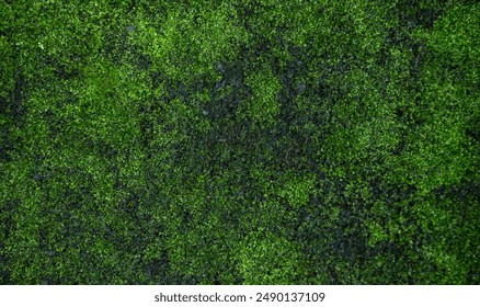 Moss texture background, Closeup image of nature moss, green moss after rain - Powered by Shutterstock