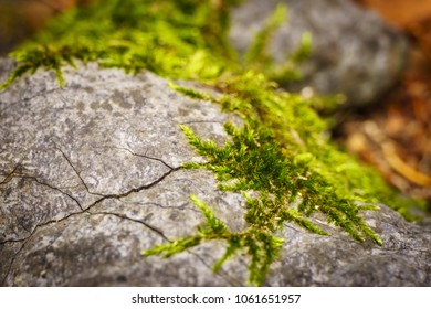 Moss texture and background. Green moss on stone background. Closeup of mossy stone background.