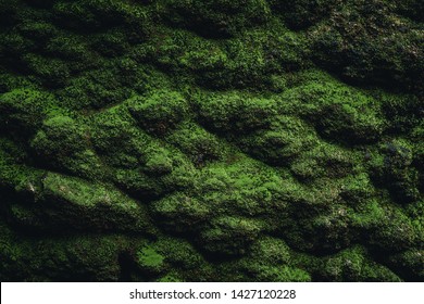 Moss texture. Moss background. Green moss on grunge texture, beautiful in nature