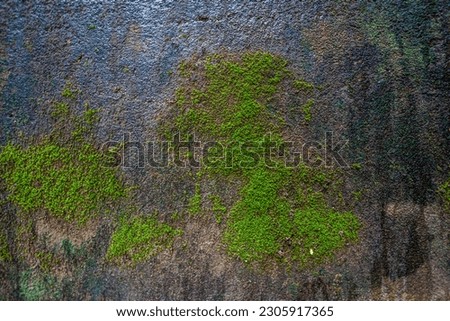Moss texture. Moss background. Green moss on grunge texture, wet background