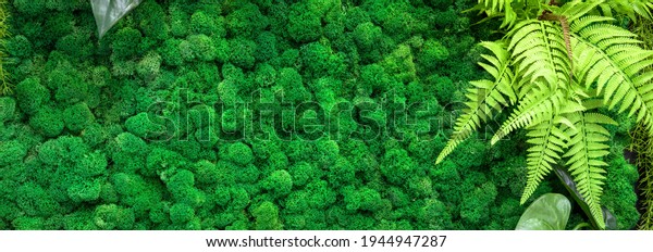 Moss texture background, panoramic banner with green vertical garden inside office or home, mossy lichen plants as wall decor. Concept of nature, modern interior design and landscaping indoor.