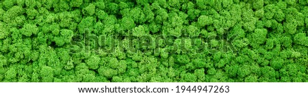 Moss texture background, panoramic lichen plants wall. Panorama of green reindeer moss, detail of vertical garden. Eco interior design, wall landscaping. Banner with nature pattern in home or forest.