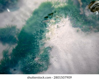 moss that grows on river rocks in water
