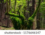 Moss tree bakground