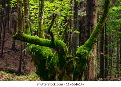 Moss tree bakground