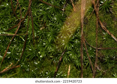 Moss An A Tree Bough Selektive Focus