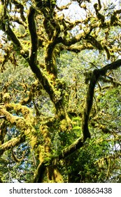 Moss Tree Branches, Pacific Northwest, USA