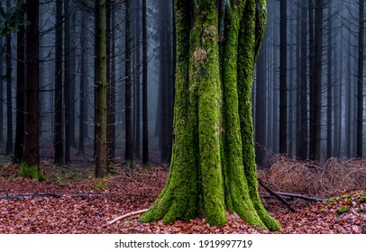 Moss Tree In Wilderness Forest