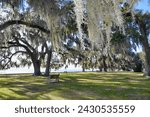 Moss Trees on the Lakefront in Mandeville LA