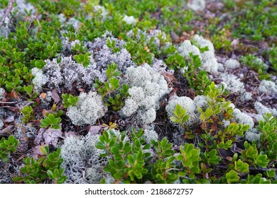 Moss Is In The Tundra. Karelia. Finland