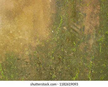 Moss Wall Background