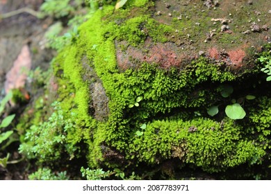 Moss weathering bricks (Pelapukan alami oleh lumut terhadap batu bata)