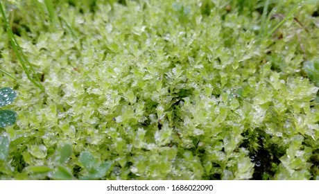 Moss Wet With Raindrops（Japan Fukuoka Prefecture Kitakyushu City Kokura Minami Ward）