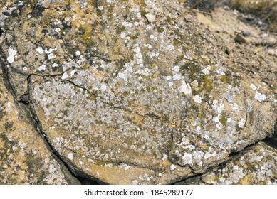 Moss And White Lichens On The Rocks. Stony Background. Colored Lichen On A Flat Rock Surface.