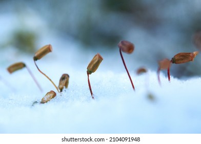 Moss In The Winter Forest, Close Up.