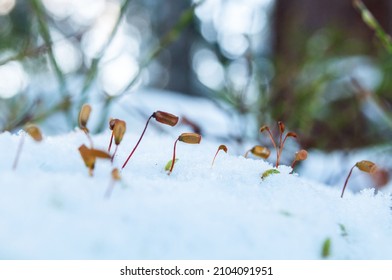 Moss In The Winter Forest, Close Up.