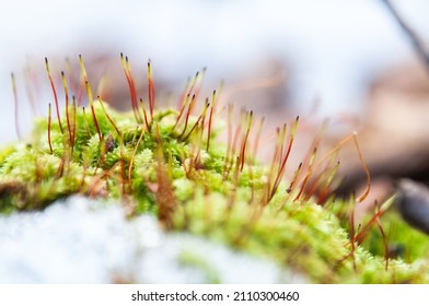 Moss In The Winter Forest, Close Up.