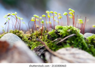 Moss In The Winter Forest, Close Up.