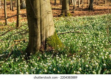Moss-covered beech tree trunk surrounded by loads of flowering spring snowflake (Leucojum vernum) in a forest, Weserbergland, Germany