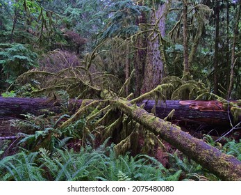 Moss-covered dead rotting trees lying on the ground in dense temperate rainforest at Cathedral Grove in MacMillan Provincial Park, Vancouver Island, British Columbia, Canada on rainy day in fall.