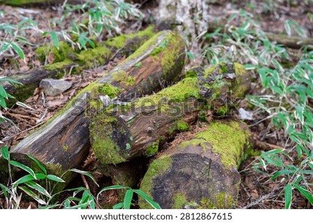 Moss-covered fallen logs in the forest