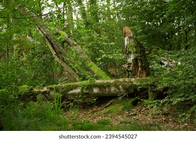 Moss-Covered Fallen Tree in the Enchanting Rainforest. Exploring the Verdant Rainforest. A Fallen Tree Hidden in Moss - Powered by Shutterstock