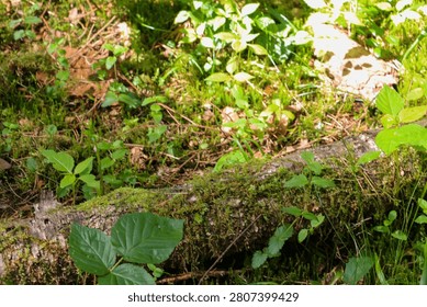 Moss-covered fallen tree log on a forest floor with young green plants growing around it