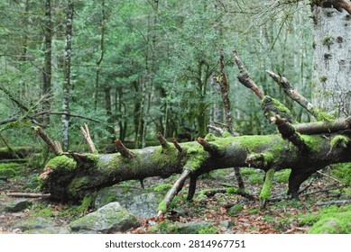 Moss-covered fallen tree surrounded by dense green forest with visible branches and rocks