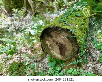 Moss-Covered Fallen Tree Trunk in Dense Forest Surrounded by Lush Greenery - Powered by Shutterstock