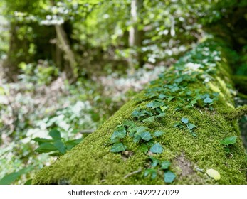 Moss-Covered Fallen Tree Trunk with Ivy Growth in a Dense, Sunlit Forest - Powered by Shutterstock