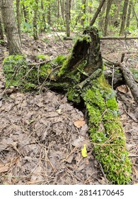 Moss-Covered Fallen Tree Trunks in a Green Wet Forest