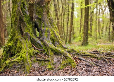 Moss-covered Oak Tree Trunk And Roots In Temperate Wet Forest