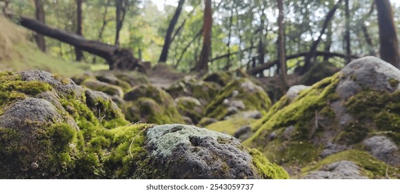 Moss-covered rocks and fallen trees create a serene, almost mystical atmosphere in this dense forest.
A close-up of moss-covered rocks in a lush, green forest, providing a sense of tranquility - Powered by Shutterstock