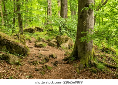 Moss-covered rocks and huge old beech trees line the "Ith-Hils-Weg" hiking trail in a springtime forest on the Ith ridge, Weserbergland, Germany - Powered by Shutterstock